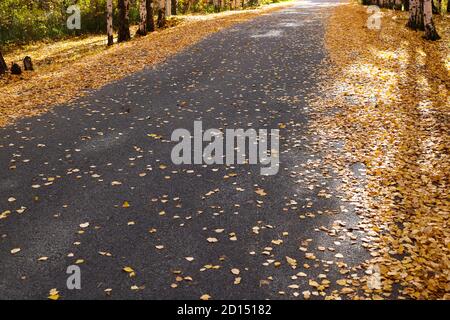 Indischer Sommer in einem Birkenhain. Gefallene gelbe Birkenblätter auf dem Asphalt im Park aus nächster Nähe. Herbsthintergrund. Stockfoto
