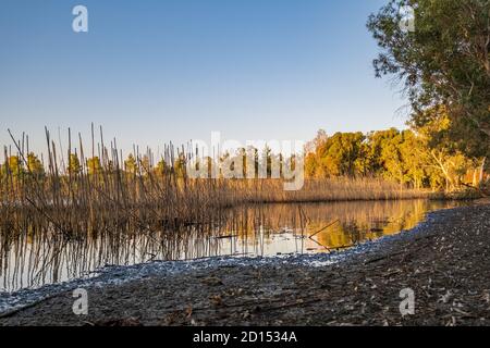 Athalassa See in Zypern mit Rohr und Zweig Wasser Reflexionen An einem schönen sonnigen Nachmittag Stockfoto