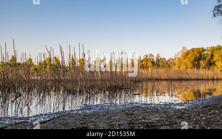 Athalassa See in Zypern mit Rohr und Zweig Wasser Reflexionen An einem schönen sonnigen Nachmittag Stockfoto