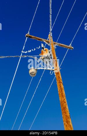 Gefrorene Stromleitungen frosten mit Eiskristallen gegen den blauen Himmel In der Luft während des kalten Winters Frost Stockfoto