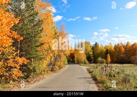 Indian Summer - ein Asphaltweg in einem Stadtpark zwischen Bäumen mit hellgelben und orangefarbenen Laub. Herbsthintergrund. Stockfoto