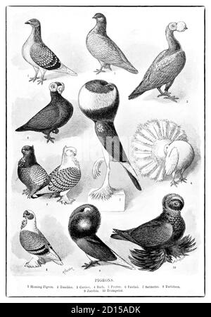 Ein Diagramm aus dem späten 19. Jahrhundert, das Tauben der Familie Columbidae zeigt. Dies sind kräftige Vögel mit kurzen Hälsen und kurzen schlanken Scheinen, die in einigen Arten fleischige Ceres besitzen. Sie ernähren sich hauptsächlich von Samen, Früchten und Pflanzen. Die Familie kommt weltweit vor, aber die größte Vielfalt ist im Indomalayan und Australasian Reich. Stockfoto