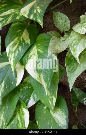 Vase genannt Boa Constrictors mit grünen Blättern, die von der Platte an der Wand fallen, exotische und tropische Pflanze sehr häufig in der Innendekoration Stockfoto