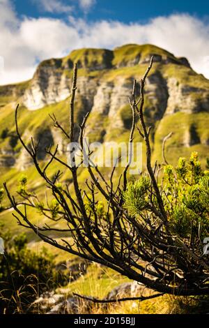 Verschwommene und beeindruckende Berglandschaft, blauer Himmel, felsige Gipfel und Tannenwälder. Im Vordergrund ein trockener Ast. Piani Eterni, Belluno, Italien Stockfoto