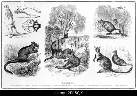 Ein Diagramm aus dem späten 19. Jahrhundert, das verschiedene Arten von Kängurus zeigt, Beuteltiere aus der Familie Macropodidae (Makropoden, was "großer Fuß" bedeutet). Im allgemeinen wird der Begriff verwendet, um die größte Art aus dieser Familie zu beschreiben, das rote Känguru, sowie das Antilopine Känguru, östliches graues Känguru und westliches graues Känguru. Kängurus sind in Australien und Neuguinea beheimatet. Stockfoto