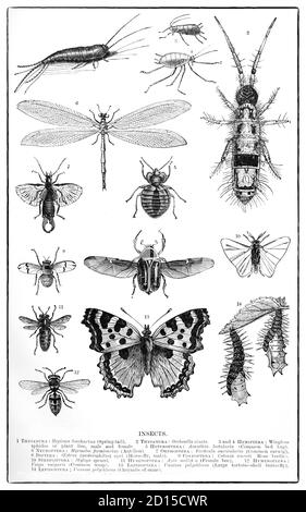 Ein entomologisches Diagramm aus dem späten 19. Jahrhundert, das verschiedene Arten von Insekten illustriert, ein Wort, das vom lateinischen Wort insectum stammt und bedeutet "mit gekerbtem oder geteiltem Körper", weil Insekten in drei Abschnitte "geschnitten" erscheinen. Stockfoto