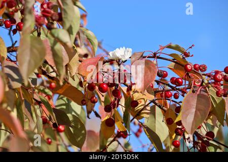 Ein ungewöhnliches Phänomen sind Blüten auf einem Apfelbaum mit reifen Mini-Äpfeln im Oktober. Tscheljabinsk, Russland. Indischer Sommer. Stockfoto
