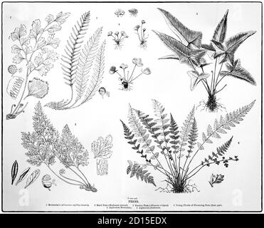 Ein Diagramm aus dem späten 19. Jahrhundert, das Farne (Polypodiopsida oder Polypodiophyta) zeigt, gehört zu einer Gruppe von Gefäßpflanzen (Pflanzen mit Xylem und Phloem), die sich über Sporen fortpflanzen und weder Samen noch Blüten haben. Stockfoto