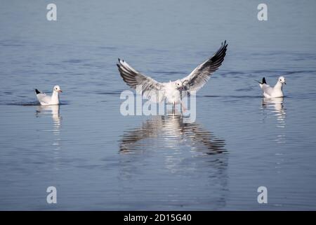 Für einen Moment scheint es, als würden die beiden Möwen die Landung der dritten Möwe begleiten. Stockfoto