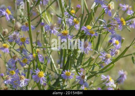 Kartal Eco Park, Orlovka Village, Ukraine, Osteuropa. März 2019. KARTAL ECO PARK, ORLOVKA DORF, RENI BEZIRK, ODESSA GEBIET, UKRAINE - 03. SEPTEMBER 2020: Blühende Meeresaster oder Seashore Aster (Aster tripolium oder Aster pannonicus,) in Kartal Eco Park Credit: Andrey Nekrasov/ZUMA Wire/Alamy Live News Stockfoto