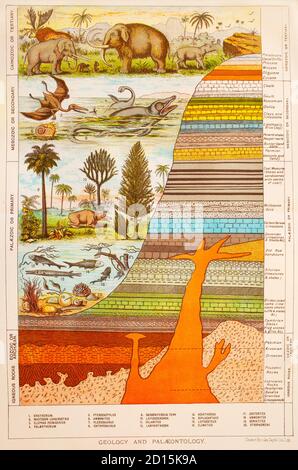 Ein Diagramm aus dem späten 19. Jahrhundert, das die Paläontologie illustriert, auch Paläontologie oder palæontology, die wissenschaftliche Lebensstudie, die vor und manchmal auch vor dem Beginn der Holozän-Epoche (etwa 11,700 Jahre vor der Gegenwart) existierte. Es umfasst die Untersuchung von Fossilien, um Organismen zu klassifizieren und Wechselwirkungen miteinander und ihre Umgebungen (ihre Paläoökologie) zu studieren. Paläontologische Beobachtungen wurden bereits im 5. Jahrhundert v. Chr. dokumentiert. Stockfoto