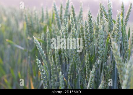 Junger grüner Weizen wächst auf dem Feld, eine wunderbare Ernte von Getreide in Dornen. Stockfoto