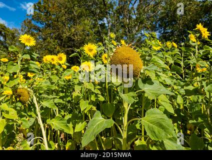 Helle Sonnenblumen wachsen im Feld mit Saatköpfen an sonnigen Tagen, Luffness Mains Farm, East Lothian, Schottland, Großbritannien Stockfoto