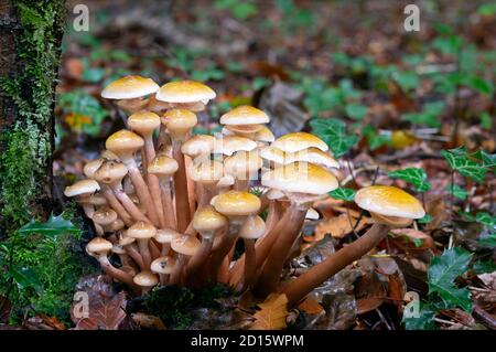 Honigpilz-Zehenstool-Gruppe Stockfoto