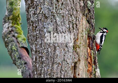 Frankreich, Doubs, Vogel, Buntspecht (Dendrocopos major), Männchen Stockfoto