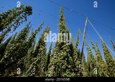 Frankreich, Bas Rhin, Richtung Hochfelden, Hopfenfeld (Humulus lupulus) Stockfoto