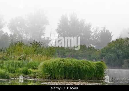 Frankreich, Doubs, Brognard, Naturgebiet von Allan, Wasservegetation, Morgennebel Stockfoto