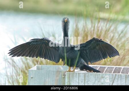 Anhinga, Anhinga anhinga, trocknet seine Flügel, da es keine wasserdichten Federn hat. Stockfoto