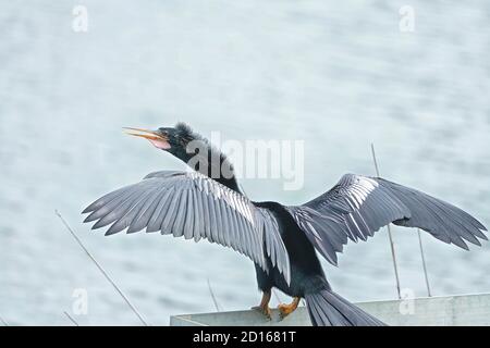 Anhinga, Anhinga anhinga, trocknet seine Flügel, da es keine wasserdichten Federn hat. Stockfoto