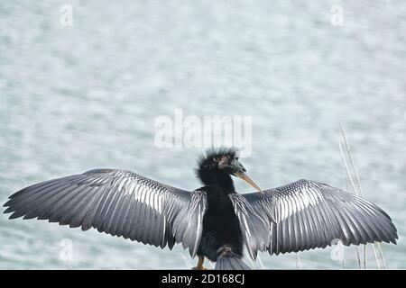 Anhinga, Anhinga anhinga, trocknet seine Flügel, da es keine wasserdichten Federn hat. Stockfoto