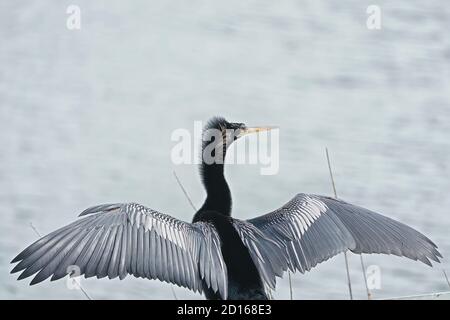Anhinga, Anhinga anhinga, trocknet seine Flügel, da es keine wasserdichten Federn hat. Stockfoto