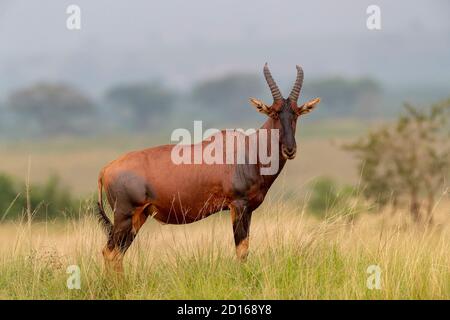 Uganda, Ishasha im Südwesten des Queen Elizabeth National Park, Topi (Damaliscus korrigum), grasen im Gras Stockfoto