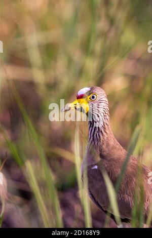Uganda, Lake Mburo National Park, Senegal Lapwing (Vanellus senegallus) Stockfoto