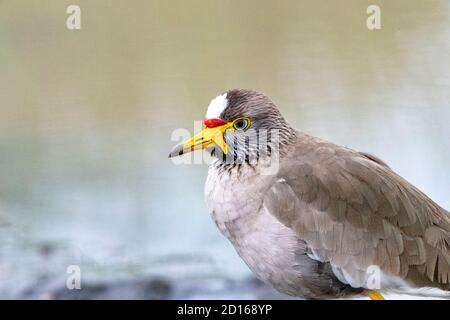 Uganda, Ishasha im südwestlichen Teil des Queen Elizabeth National Park, Senegal Lapwing (Vanellus senegallus) Stockfoto