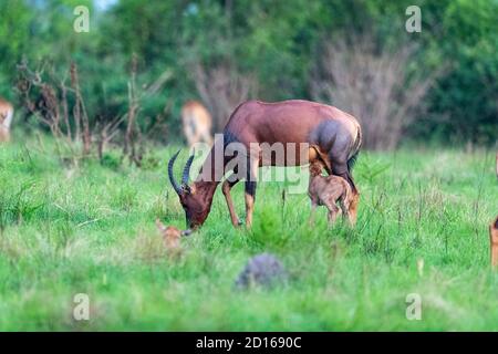 Uganda, Ishasha im südwestlichen Sektor des Queen Elizabeth National Park, Topi (Damaliscus korrigum) grasen im Gras, weiblich und jung Stockfoto