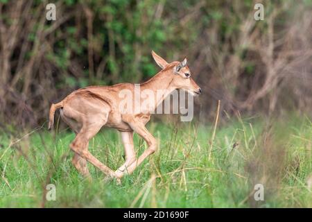 Uganda, Ishasha im Südwesten des Queen Elizabeth National Park, Topi (Damaliscus korrigum), Young Stockfoto