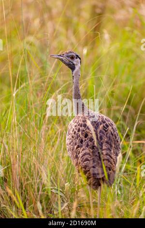 Uganda, Ishasha im südwestlichen Sektor des Queen Elizabeth National Park, Schwarzbauch-Bustard (Lissotis melanogaster) Erwachsene Weibchen Stockfoto