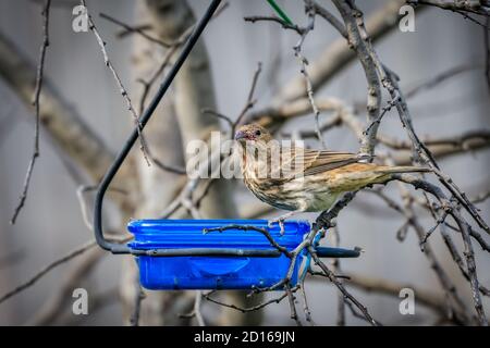 Weibliche Hausfink (Haemorhous mexicanus) an einem Futterhäuschen Stockfoto