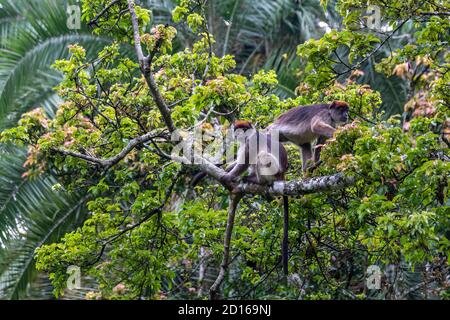 Uganda, Kibale National Park, White-Cheeked Mangabey (Lophocebus albigena ugandae), in einem Baum, dessen Früchte er frisst Stockfoto
