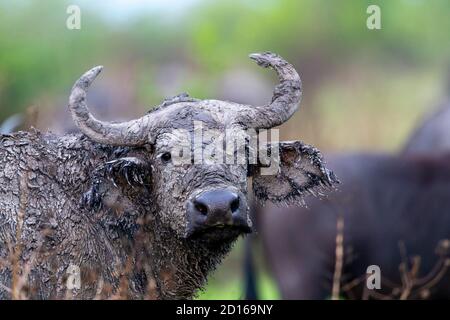 Uganda, Ishasha im südwestlichen Teil des Queen Elizabeth National Park kommen afrikanische Büffel (Syncerus caffer) während der Regenzeit, um in t zu grasen Stockfoto