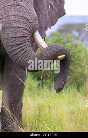 Uganda, Ishasha im südwestlichen Teil des Queen Elizabeth Nationalparks, kommt der Afrikanische Elefant (Loxodonta africana) während der Regenzeit nach graz Stockfoto