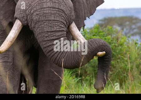 Uganda, Ishasha im südwestlichen Teil des Queen Elizabeth Nationalparks, kommt der Afrikanische Elefant (Loxodonta africana) während der Regenzeit nach graz Stockfoto