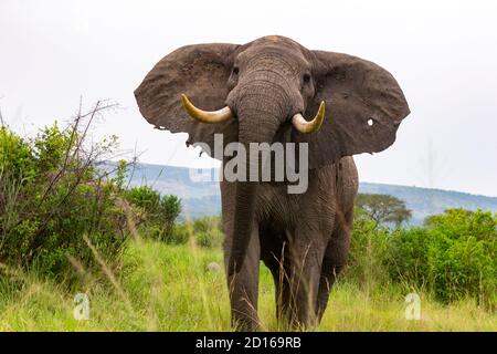 Uganda, Ishasha im südwestlichen Teil des Queen Elizabeth Nationalparks, kommt der Afrikanische Elefant (Loxodonta africana) während der Regenzeit nach graz Stockfoto