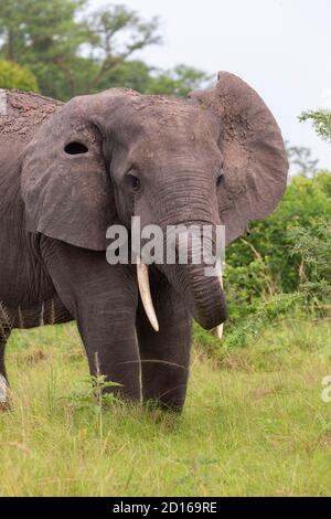 Uganda, Ishasha im südwestlichen Teil des Queen Elizabeth Nationalparks, kommt der Afrikanische Elefant (Loxodonta africana) während der Regenzeit nach graz Stockfoto