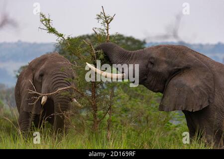 Uganda, Ishasha im südwestlichen Teil des Queen Elizabeth Nationalparks, kommt der Afrikanische Elefant (Loxodonta africana) während der Regenzeit nach graz Stockfoto