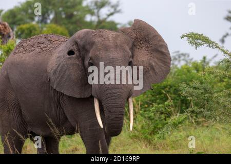 Uganda, Ishasha im südwestlichen Teil des Queen Elizabeth Nationalparks, kommt der Afrikanische Elefant (Loxodonta africana) während der Regenzeit nach graz Stockfoto