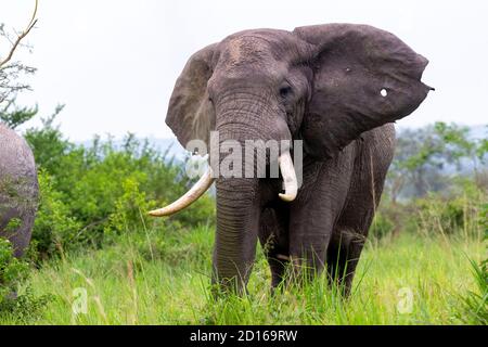 Uganda, Ishasha im südwestlichen Teil des Queen Elizabeth Nationalparks, kommt der Afrikanische Elefant (Loxodonta africana) während der Regenzeit nach graz Stockfoto