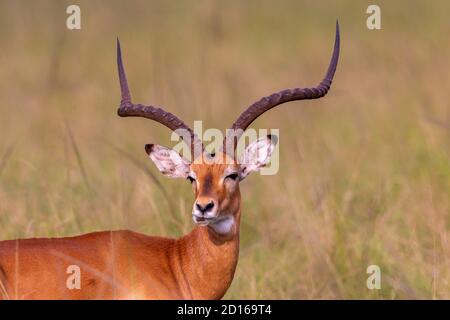 Uganda, Lake Mburo National Park, Impala (Aepyceros melampus), erwachsenes Männchen Stockfoto