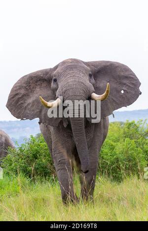 Uganda, Ishasha im südwestlichen Teil des Queen Elizabeth Nationalparks, kommt der Afrikanische Elefant (Loxodonta africana) während der Regenzeit nach graz Stockfoto