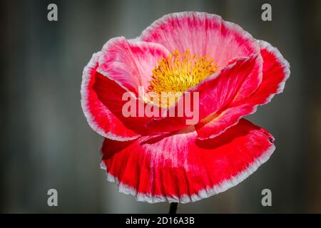 Nahaufnahme einer roten Mohnblüte vor grauem Hintergrund Stockfoto
