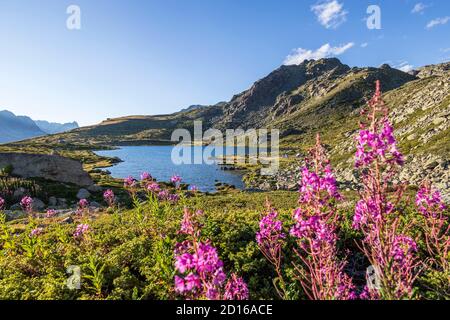 Frankreich, Hautes-Alpes, N?vache, Tal von La Clar?e, See Laramon (2359 m), Rosebay Weidenkraut (Epilobium angustifolium) Stockfoto