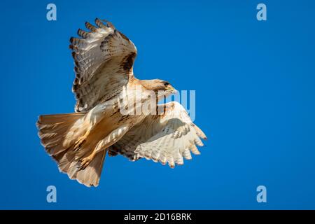 Ein Blick auf einen Rotschwanzhawk ( Buteo jamaicensis), den eine Maus nicht sehen möchte. Stockfoto