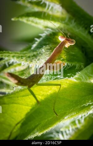 Braune Gottesanbeterin (Mantis religiosa) versteckt sich im grünen Laub Stockfoto