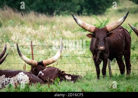 Ankole-Watusi-Rind (Hybride Bos (primigenius) taurus/indicus) Grasen auf einer Oklahoma Farm Stockfoto