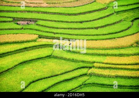 Reisterrassen MuCangChai, Yen Bai, Vietnam - die Jahreszeit des reifen Reises - die Wunder der Bauern Stockfoto