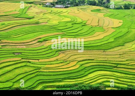 Reisterrassen MuCangChai, Yen Bai, Vietnam - die Jahreszeit des reifen Reises - die Wunder der Bauern Stockfoto